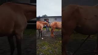 Download lagu Horse mating cute - Most breeding horse mp3