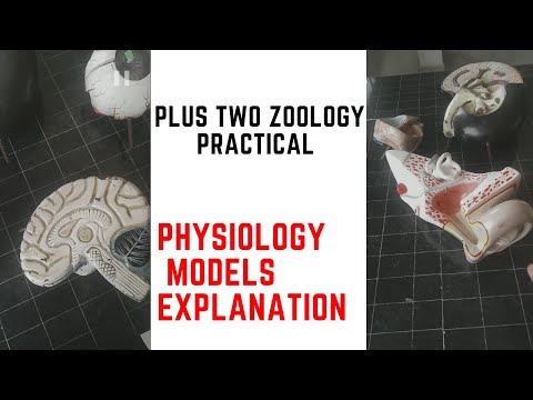 Plus two zoology practical// physiology models // part explanation