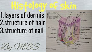 histology of skin | integumentary syestem part 2 of 3