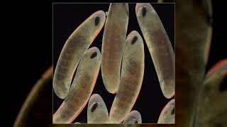 The Locust - Flight of the Wounded Locust (Full EP)