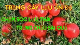 Vì sao cây lựu được ưa chuộng trong sân vườn • Sài Gòn Hoa 2023