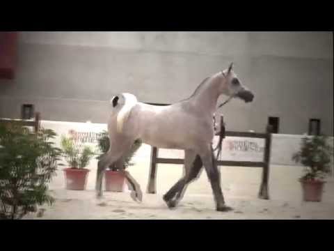 Shamil Al  Cape stallion  Semental Shamil Al Cape