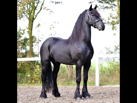 Stal Okkema's Hubert - Sake x Alke - stallion - 1.65m - 2018