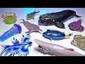 10 Amazing Sea Animals - Goblin Shark, Angel Shark, Box Fish, Pufferfish, Right Whale, Stone Fish