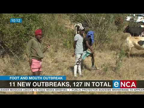 Foot and mouth outbreak 11 new outbreaks, 127 in total