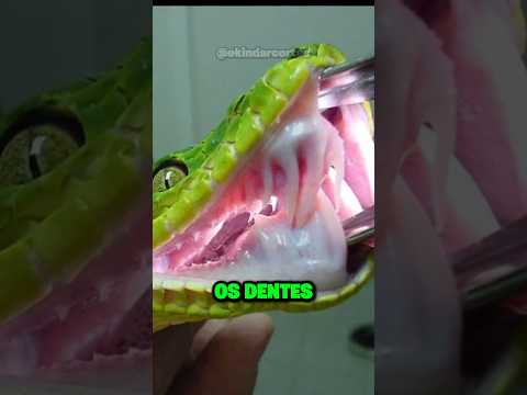 JULIO ENCARA O DESAFIO DE RICHARD... #juliobalestrin #richardrasmussen #cobra