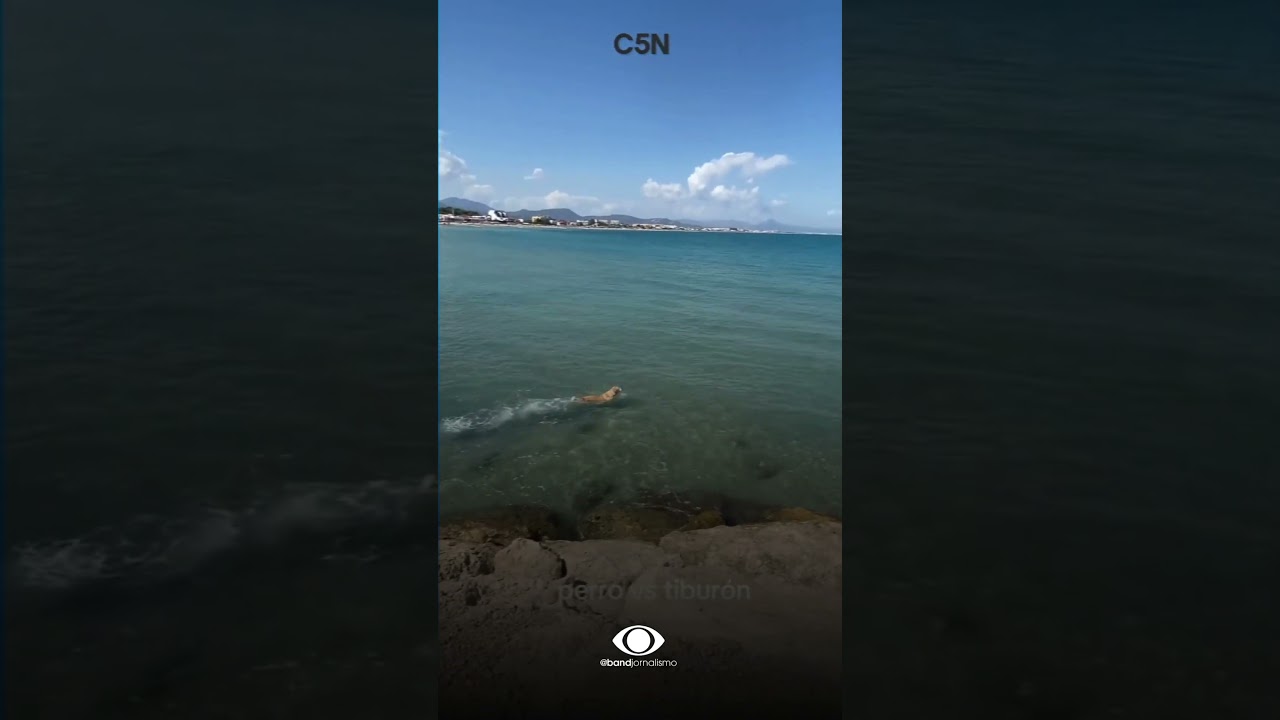 Cachorro morde tubarão na Espanha