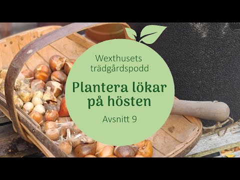 Plantera lökar på hösten