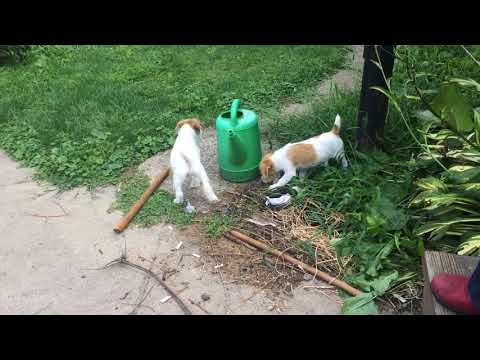 Malvina & Miss Scarlett