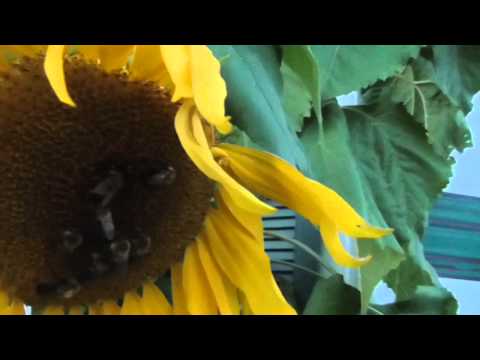 Bee ready for hibernation