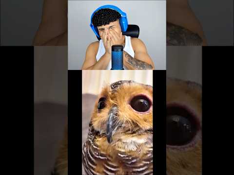 Que bom que a coruja se vingou! #ryansamuel ￼