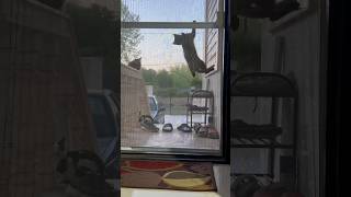 Cats doing funny things 🤣 crazy cat ! || #funny #cats #cat #funnycats #cats_storyy