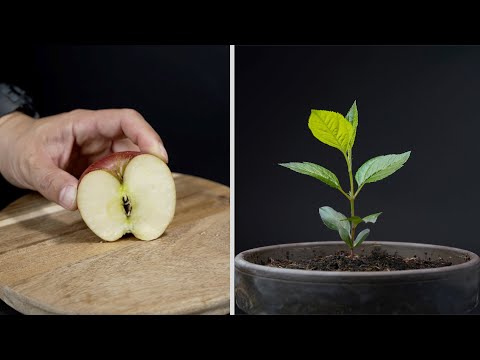 APPLE TREE Growing From Seed TIME LAPSE - 18 Days
