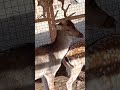 Deer Matting Lovely Animals