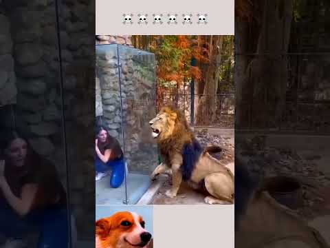 Dogesh Bhai ke maje💀☠️ #dogeshbhai #dogeshbhaimemes #pets #cutedog