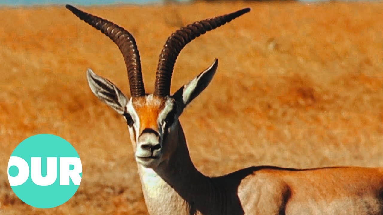 The 5 Best Documentaries About Antelopes