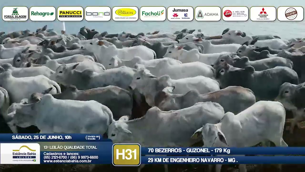 Vídeo LOTE H31 - 13º Leilão Qualidade Total 2022