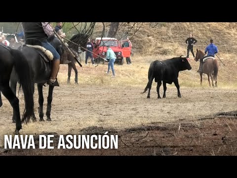 Nava de Asunción 2024 Encierro Mixto