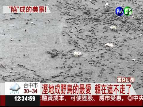 地層下陷變溼地 意外成野鳥樂園