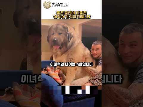 몸은 곰인데 마음은 아직 아기 강아지입니다