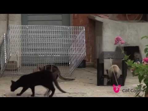 download lagu mp3 mp4 Drop Trap, download lagu Drop Trap gratis, unduh video klip Drop Trap