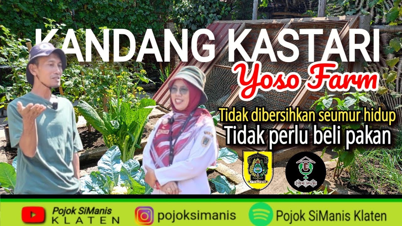  KANDANG KASTARI || TANPA DIBERSIHKAN, TANPA BELI PAKAN