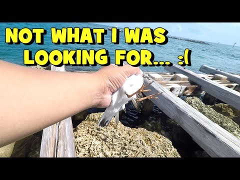 I DID NOT Want to Catch THAT... FLSP EP2