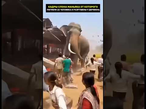 Слон разрушает деревни в Индии