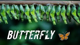 Butterfly life Telugu wild Geo butterfly facts