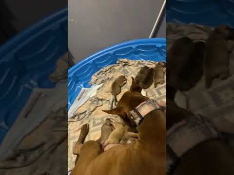 Gotti razor edge x blue tiger stripe