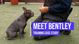 Helping a French Bulldog with aggression and resource guarding issues