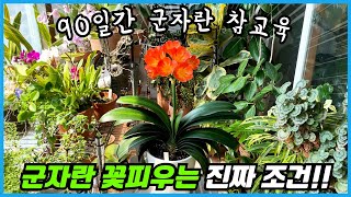 군자란 꽃피우는 자세한 방법과 루틴!! 월동온도, 물주기 횟수, 흙, 분갈이까지!!
