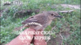 Download lagu suara pikat cigun / keprek .. mp3 Download lagu suara pikat cigun / keprek .. mp3