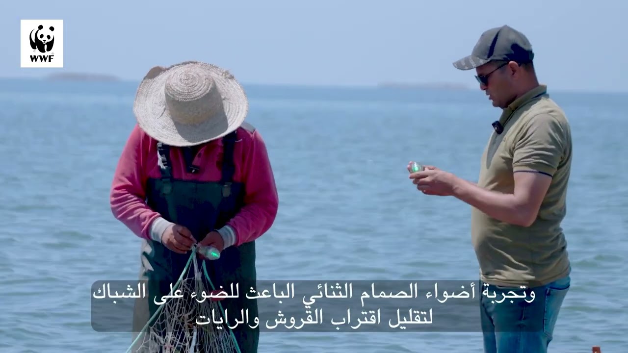 Protecting sharks and rays in Tunisia (Arabic Short 21 Nov 2025)