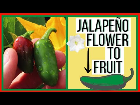 Jalapeno - Flower to Fruit