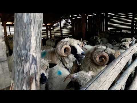 Claudiu Cretu si Florin Toader -lara urc la stana