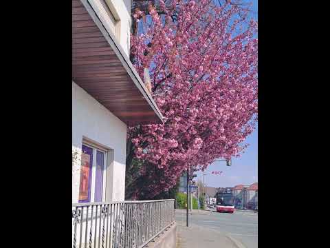 WIHEOM - สาวผมทอง [Mixtape]