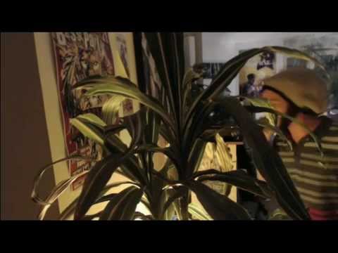 Dusty Wata freestyle once upon a time version