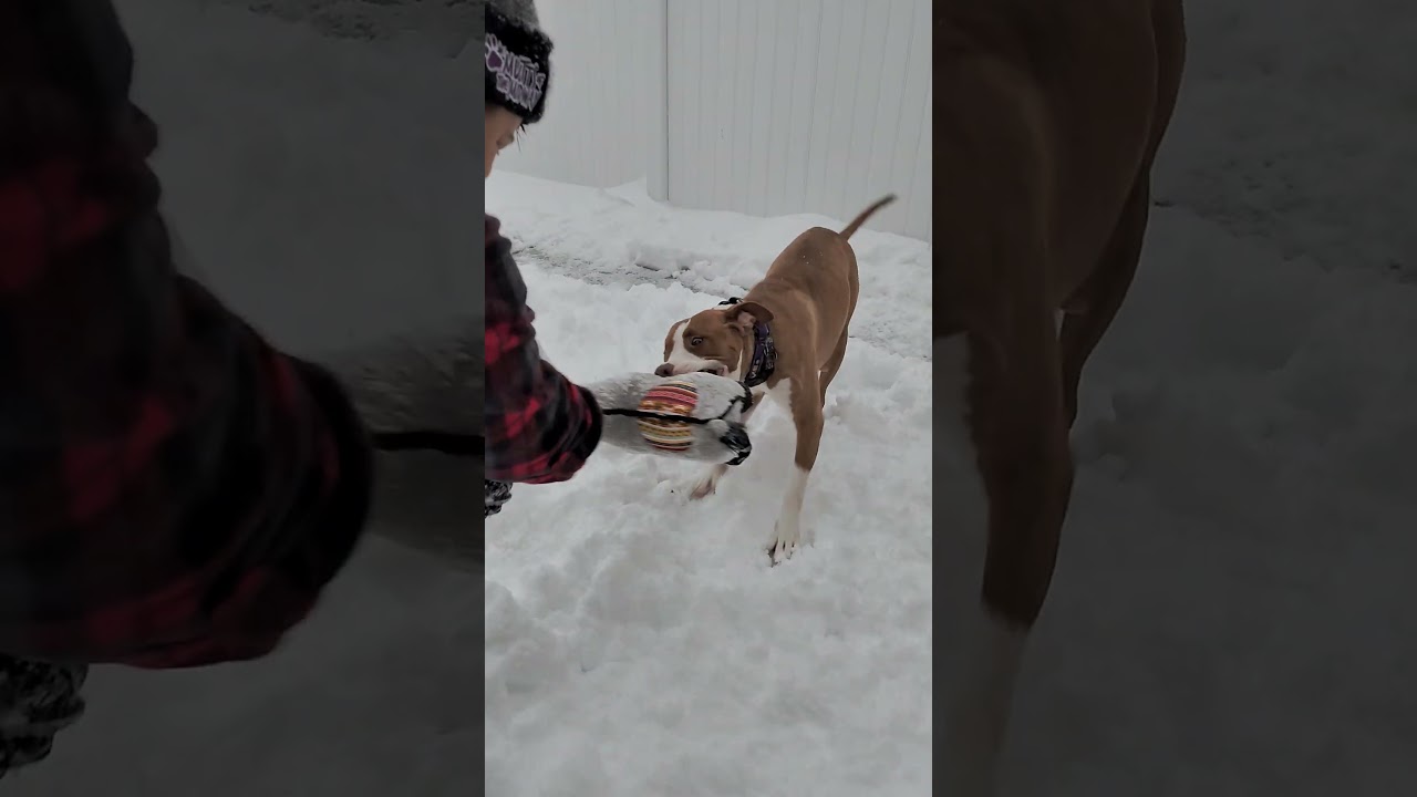 Sugar Plum, a Adoptable mixed breed in Chicago, IL video 6/6