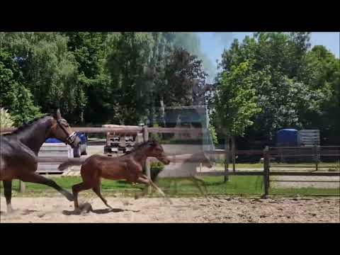 "Frodocino" HF von Feliciano x Dantes Jr. x San Amour