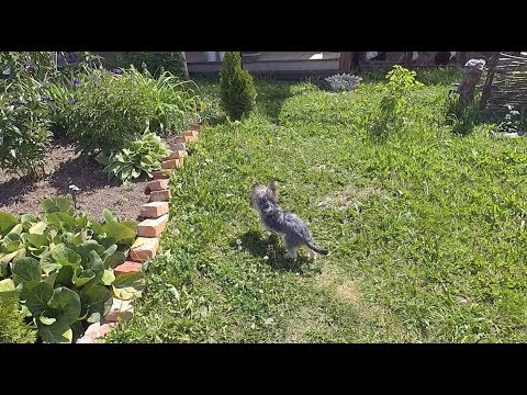 День с Йорками. Йоркшиские терьеры / Day with the Yorks. Yorkshire terrier