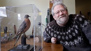 The extinction of the Passenger Pigeon