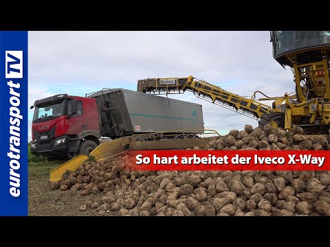 Iveco X-Way bei der Rübenernte: So hart ist der Einsatz wirklich