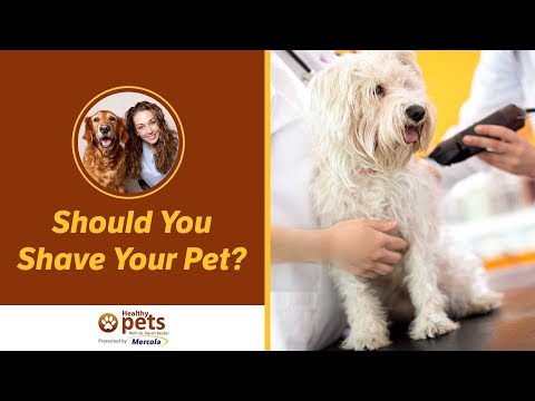 Dr. Becker: Should You Shave Your Pet?