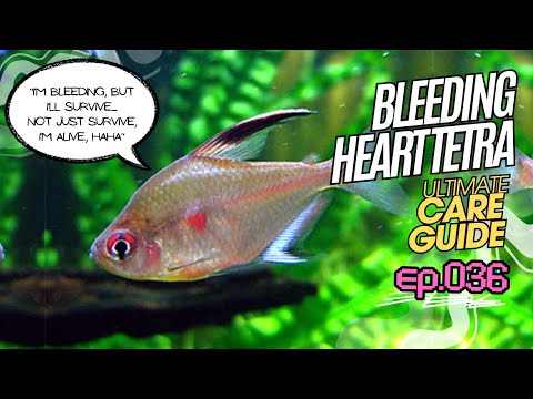 Bleeding Heart Tetra Care Guide | Size, Tank Setup, Water Parameters & Common Problems #MASeps 036