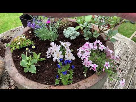 Alpines for beginners: How to plant up an alpine trough