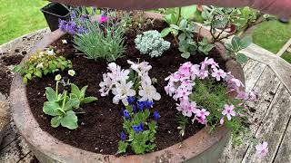 Alpines for beginners: How to plant up an alpine trough