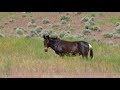 Wild Mule