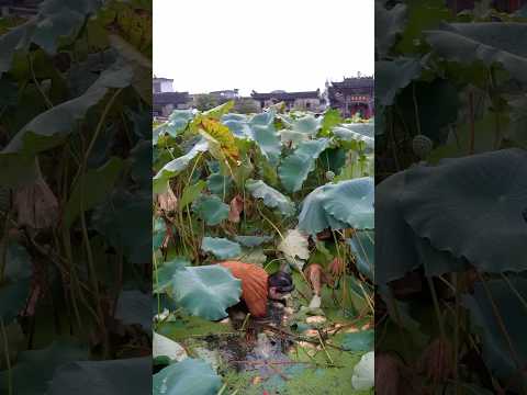 From a single lotus root to a warm, fragrant bowl:A complete record of handmade lotus root starch.