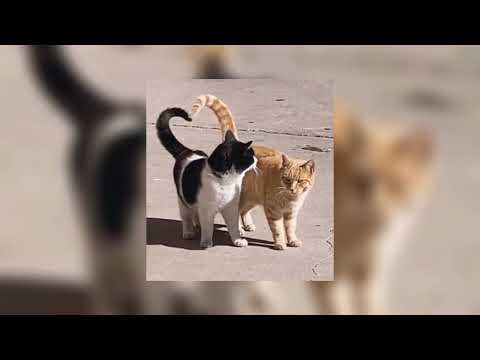 Double Take - Dhruv [sped up]